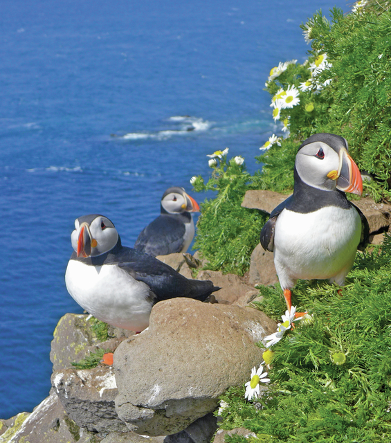 3900877_web1_Puffins-pose-on-the-cliffs-of-Latrabjarg--2-.jpg