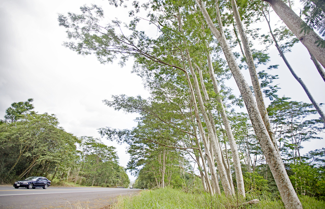 3997854_web1_Albizia_Trees_Puianako_Extension_2.jpg