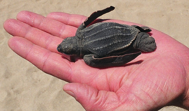 4320641_web1_US_NEWS_SCI-LEATHERBACK-TURTLES_2_LA.jpg