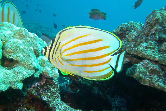 4397338_web1_Butterfly-fish-Fackler.jpg