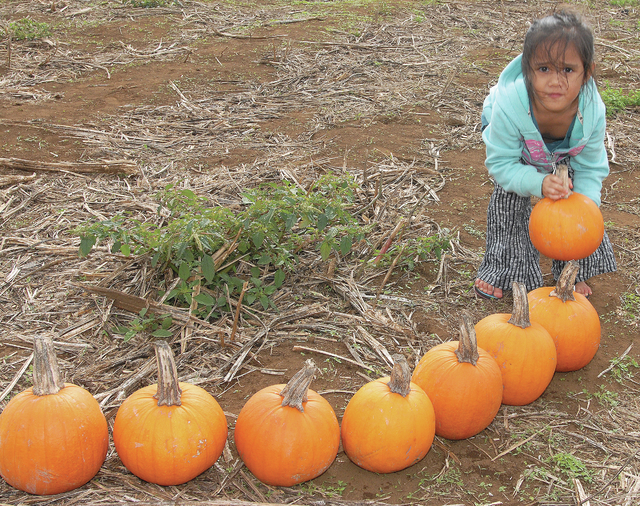 4410391_web1_Pumpkin-Patch_0029.jpg