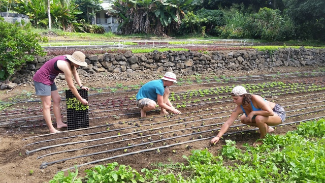 4463501_web1_8-interns-planting-1-copy.jpg