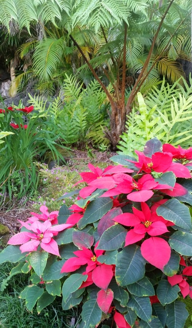 4744657_web1_8-poinsettias-in-Ann-s-garden-by-dd-copy.jpg