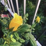 4813889_web1_rose.jpg