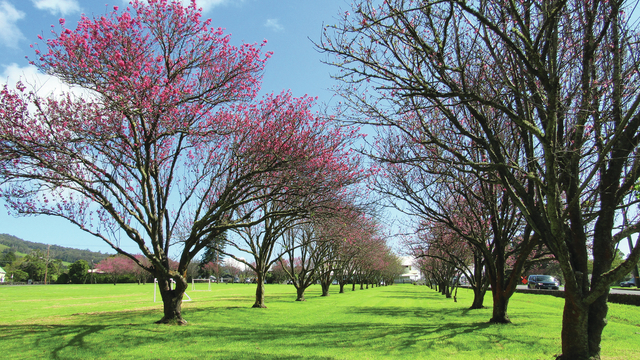 4825716_web1_Cherry-blossom-trees-along-Church-Row2017126182921283.jpg