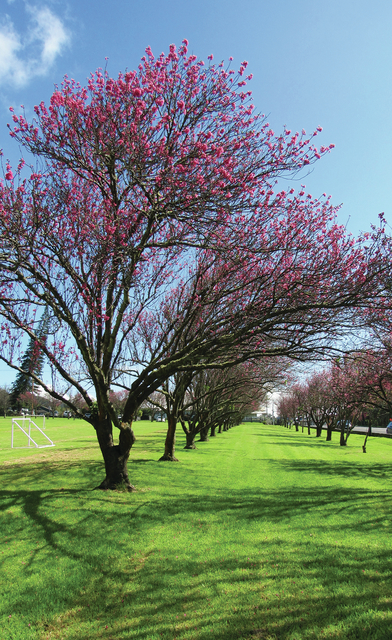 4825716_web1_Cherry-blossom-trees-in-bloom-along-Church-Row-vertical201712618292953.jpg