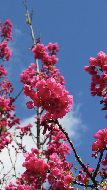 4825716_web1_Cherry-blossoms-on-Church-Row2017126182936912.jpg