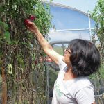 4934582_web1_Toni-Reed-picks-ripe-Blue-Beauty-tomaotes-fresh-from-the-vine-in-one-of-her-greenhouses-at-Mo-Betta-Farm-in-Waimea2017217145652804.jpg