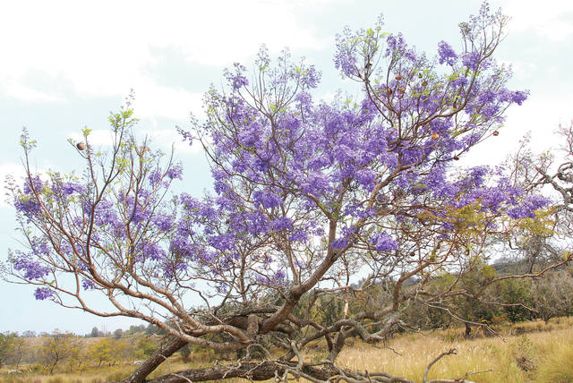 5137176_web1_Jacaranda_0009.jpg