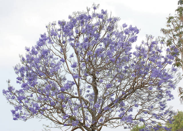 5137176_web1_Jacaranda_0051.jpg