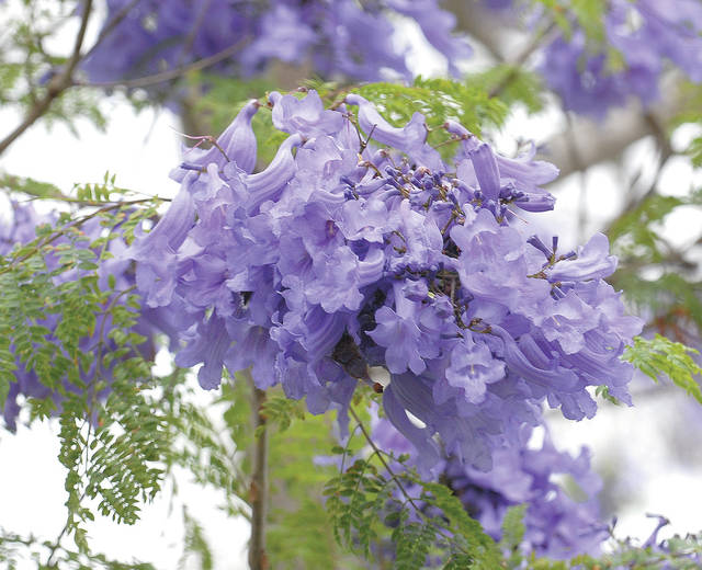 5137176_web1_Jacaranda_0057.jpg