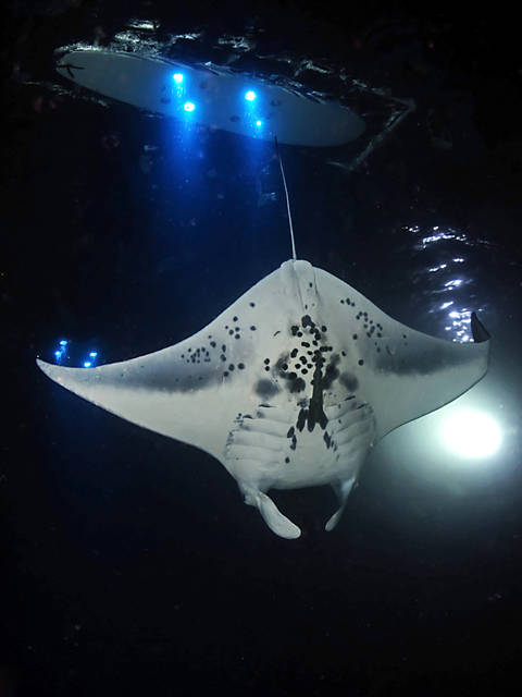 5145467_web1_manta-at-keauhou--1-.jpg