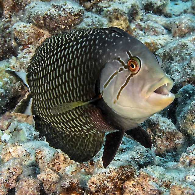 5167931_web1_rockmover-wrasse-Pardau.jpg