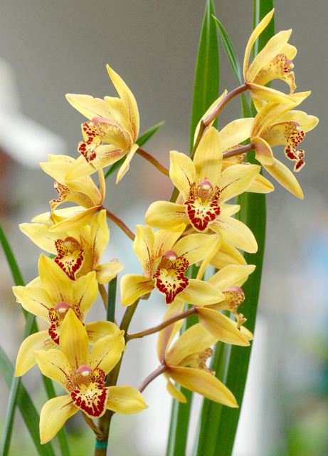 5296197_web1_Orchids_0105.jpg