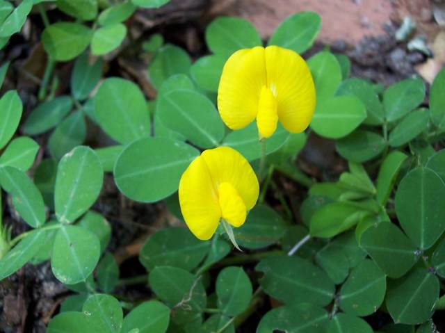 5402340_web1_1-Perennial-Peanut--hickorycreeknursery.com-copy.jpg