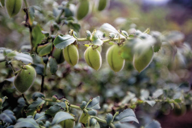 5517623_web1_Chickpea_Field_Day_CMYK2.jpg