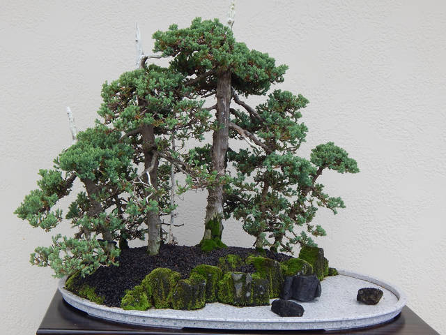 5530285_web1_Bonsai-2017-003--1-.jpg