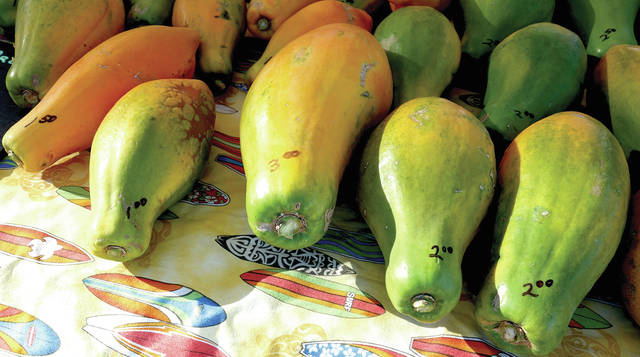 5790236_web1_Papayas-sold-at-the-booth20178151114843.jpg