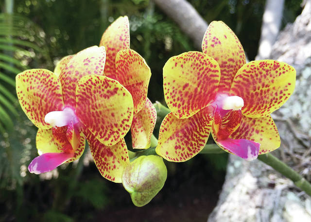 5864678_web1_USED-8-31-17Orchids-Viggers.jpg