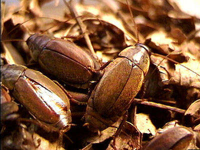 5823987_web1_02-cockroach--american--stanford.edu.jpg