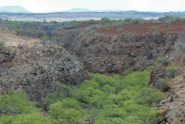 5854282_web1_Kohala-Watershed_0016.jpg