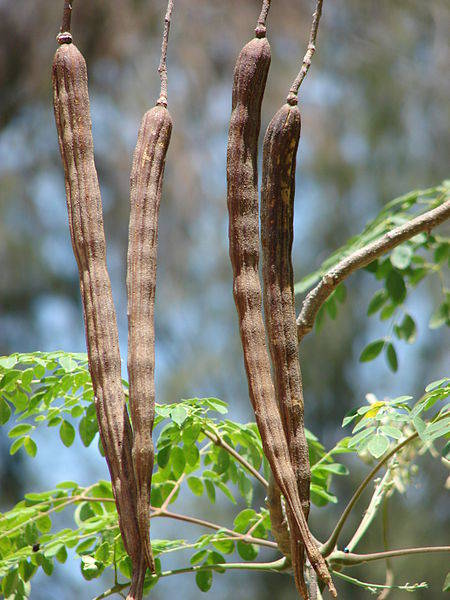 5875829_web1_6-Moringa-pods---kim--forest-starr---hear.org..jpg