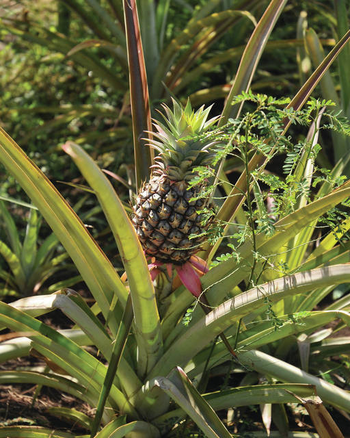 6070067_web1_Pineapples-grown-on-the-farm-are-used-in-a-popular-pina-colada-sauce2017101217523767.jpg