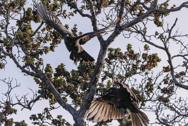 5-hawaiian-crows-released-into-the-wild-west-hawaii-today