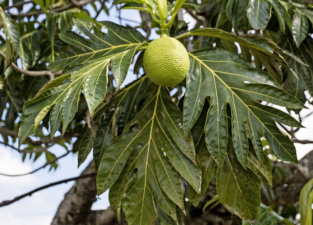 6195011_web1_Kalapana_Breadfruit_Farm_5.jpg