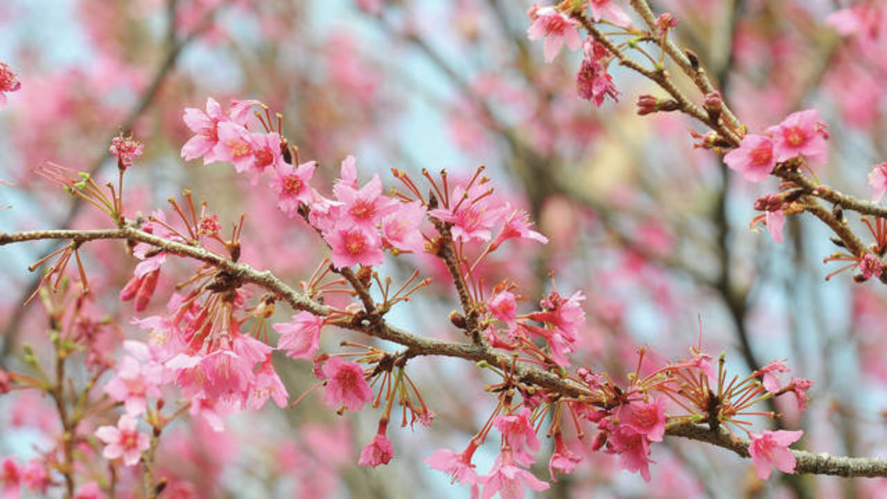 Pretty in Pink Yoga  Cherry Blossom Festival