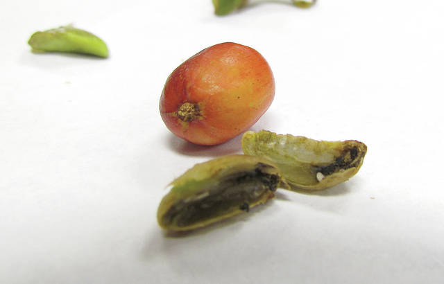 Economists, farmers say overtreatment of coffee berry borer breaking ...