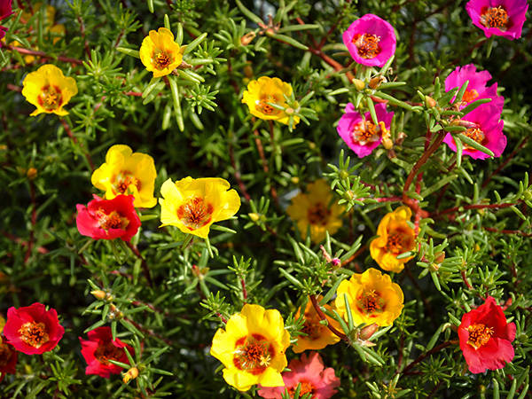 Moss Rose Purselane Plant Care: Water, Light, Nutrients