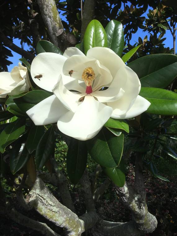 Island Life: Magnificent Magnolia - West Hawaii Today