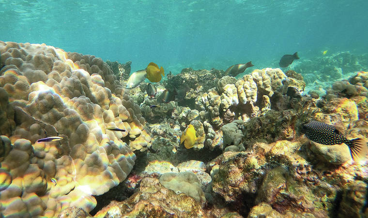 Hawaii’s coral reefs in fair shape but declining, report finds - West ...