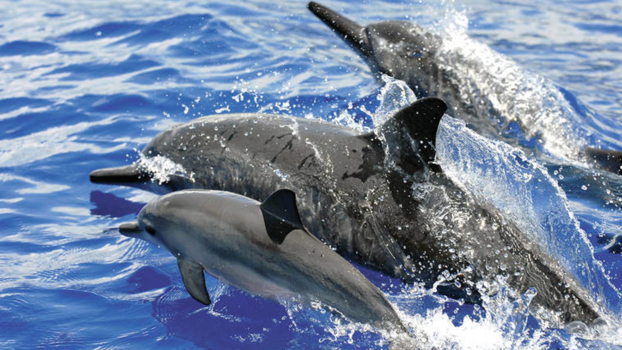 NOAA administrator ratifies dolphin swim ban - West Hawaii Today