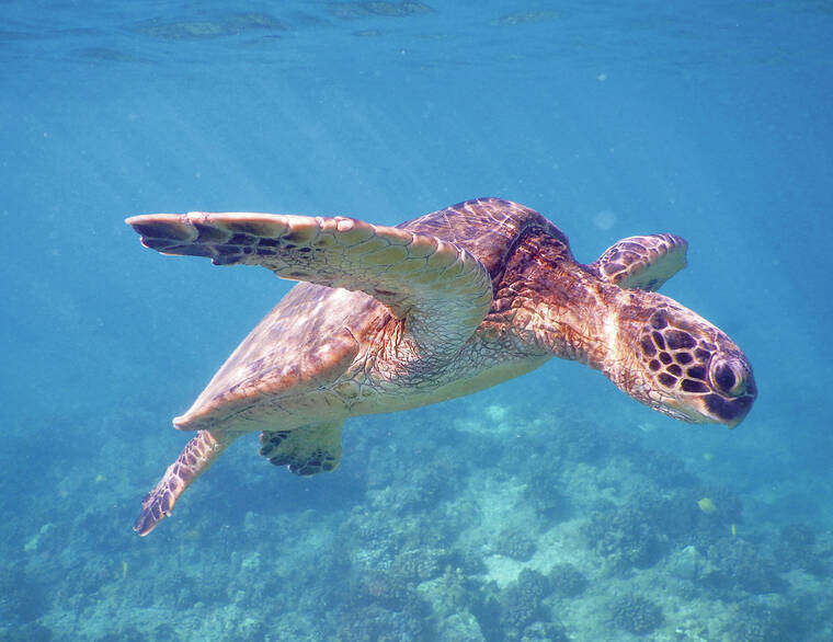 Island Life: A honu day - West Hawaii Today