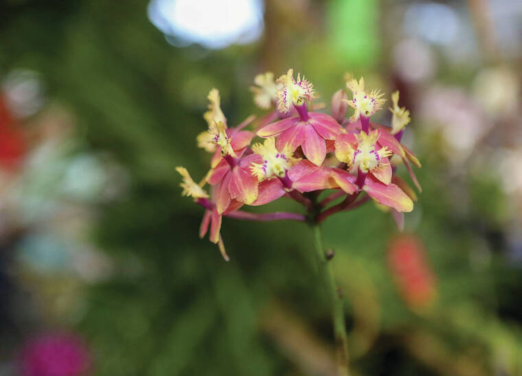 Hilo Orchid society’s annual orchid show and sale in Hilo draws crowds
