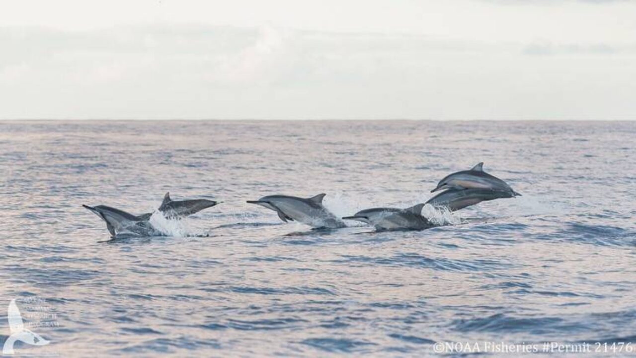 Dolphin age, pod health revealed with drone photos - West Hawaii Today