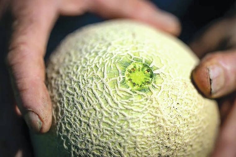 Cantaloupe Fruit Turning Yellow: The Sign of Perfect Ripeness