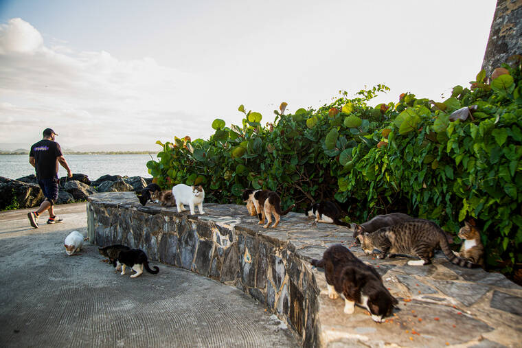 The cats of Old San Juan are being run out of town. Locals can empathize.