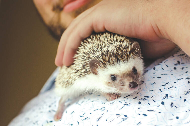 A hedgehog, a centrifuge and other Millennial life-improvement splurges